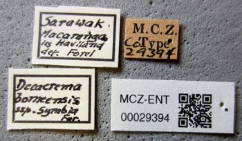 Media type: image;   Entomology 29394 Aspect: labels